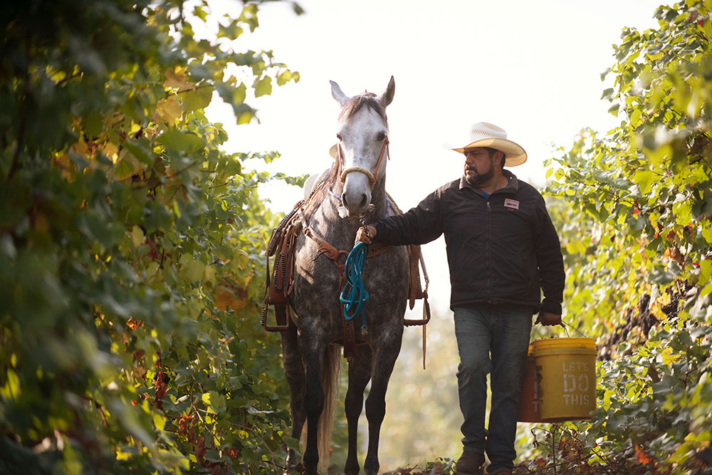 Benton-Lane Winery photo 8